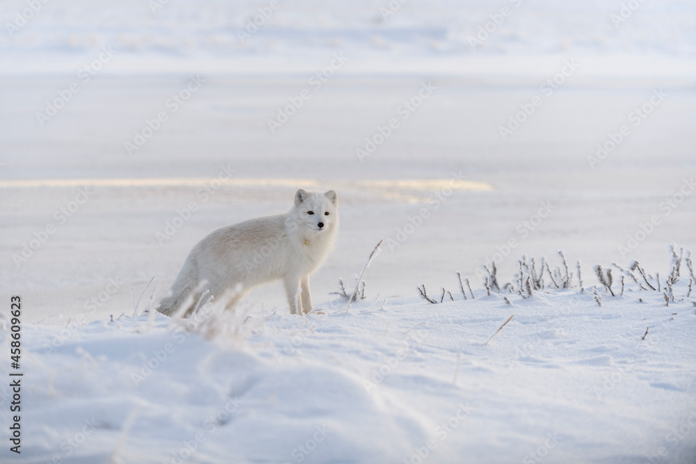 Wild arctic fox (Vulpes Lagopus) in tundra in winter time. White arctic fox. Wild arctic fox (Vulpes Lagopus) in tundra in winter time. White arctic fox.