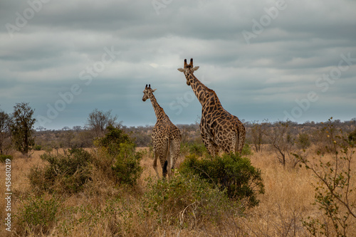Two giraffe walking in the savannah. One still young and the other an older animal.