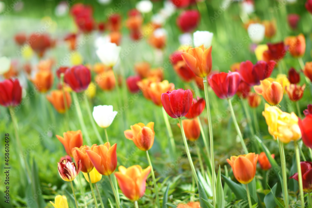 Spring blossoming tulips in garden, springtime bright flowers in the field, pastel and soft floral card, selective focus, shallow DOF, toned Spring blossoming tulips in garden, springtime bright flowers in the field, pastel and soft floral card, selective focus, shallow DOF, toned