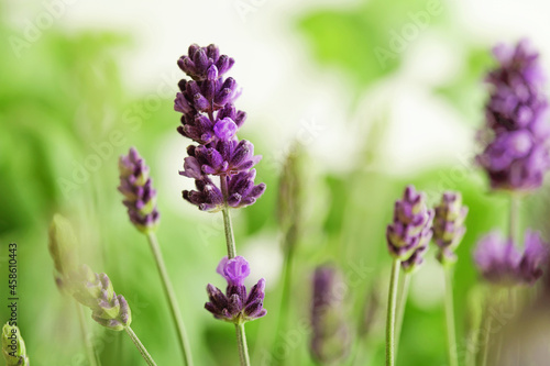 lavender flowers on the meadow