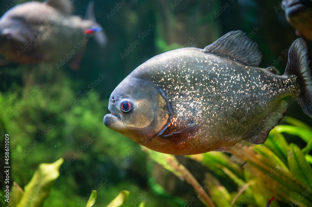 Fototapeta premium red piranha swimming in the aquarium