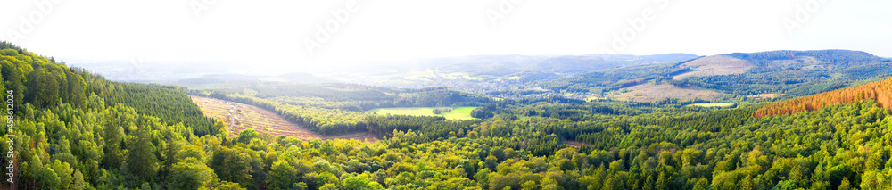 a green bright forest landsacpe panorama background