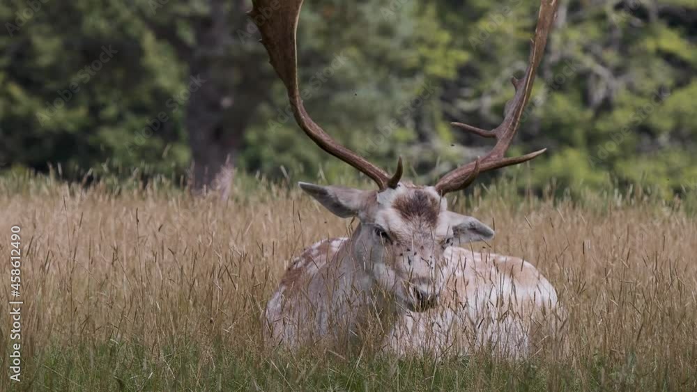 Fallow Deer Buck Laying Down on Grass Fallow Deer Buck Laying Down on Grass