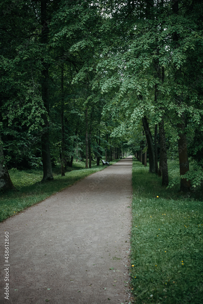 Fototapeta premium Desert empty alley in a deciduous forest
