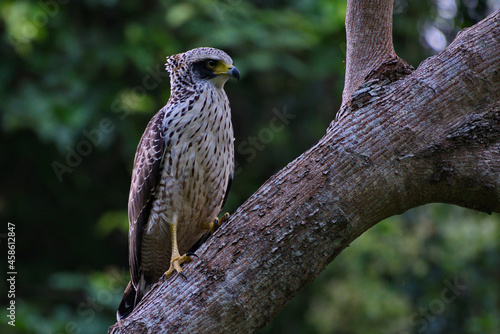 Crested Serpent agle Bird photo