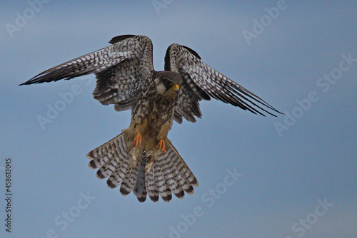 amur falcon bird of prey in flight