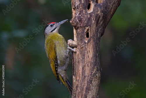 grey headed woodpecker bird photo