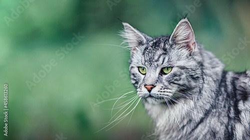 Close up view of Maine Coon cat on nature green background with copy-space