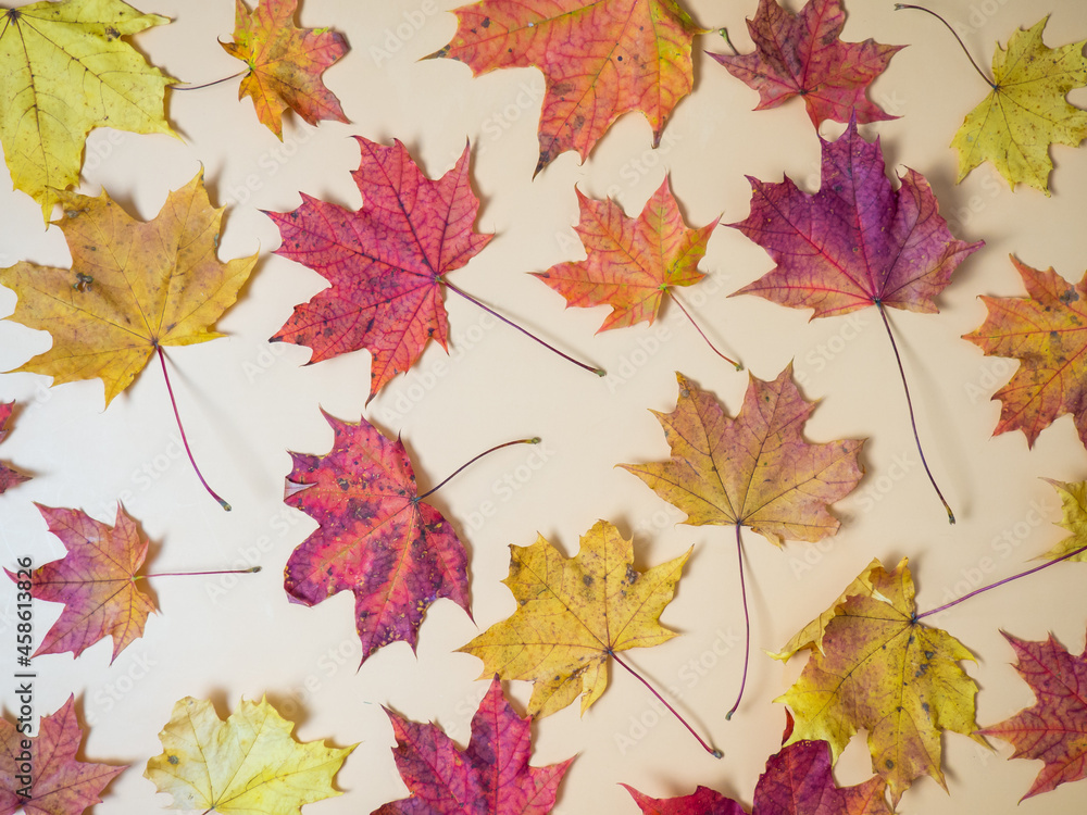 multicolored autumn maple leaves on orange background