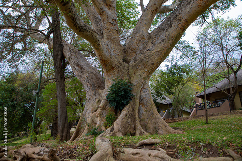 A  large Sycomore fig tree in South Africa © Willem