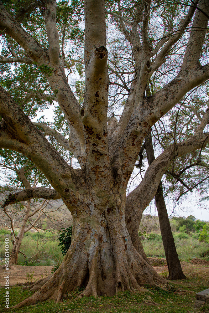 A very large Sycomore fig tree in South Africa