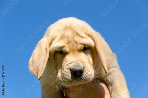 closeup of honeycolor puppy golden retriever on the floor photo