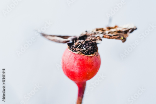 individual rosehip in front of a white snowy background