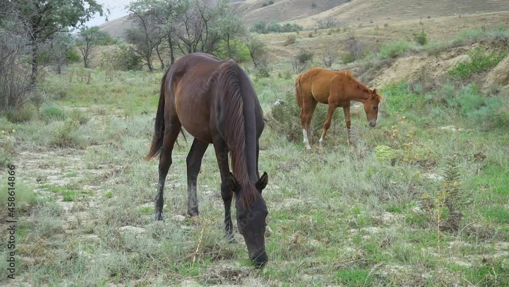 Horses roam the pasture wildlife pasture pretty wild wilderness close, up outdoors. from lifestyle, flock quadcopter hoof white farmhouse gallop