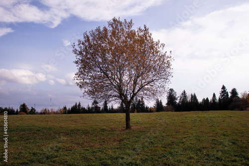 Obraz na płótnie Lone tree in fields w salonie