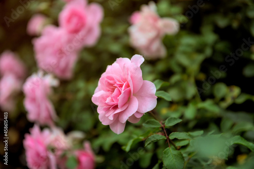 Pink rose flower in an autumn English garden