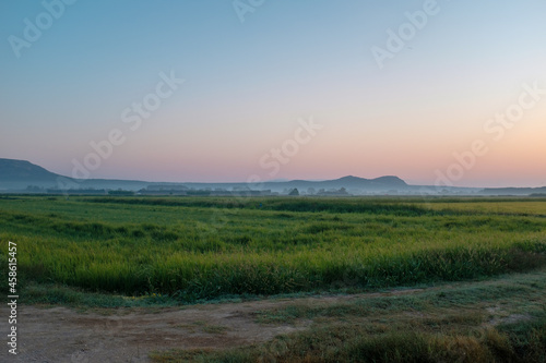 Green rice field on a plain landscape on a sun rise sky with gravel path