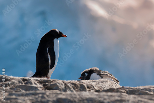 Gentoo penguins in Antarctic environment, Antarctic Peninsula