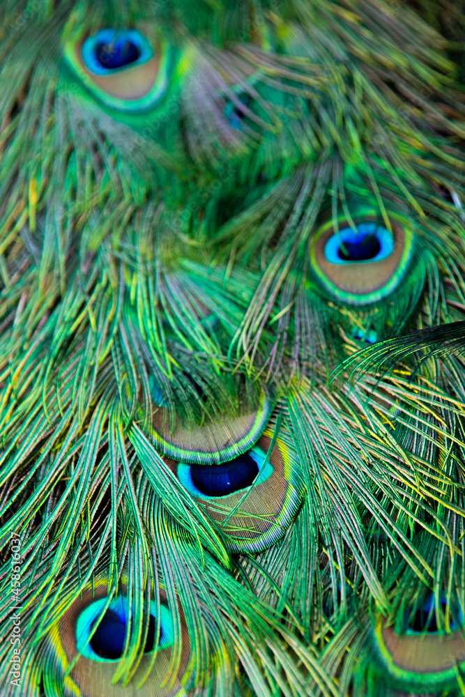 Fototapeta premium peacock feather close up