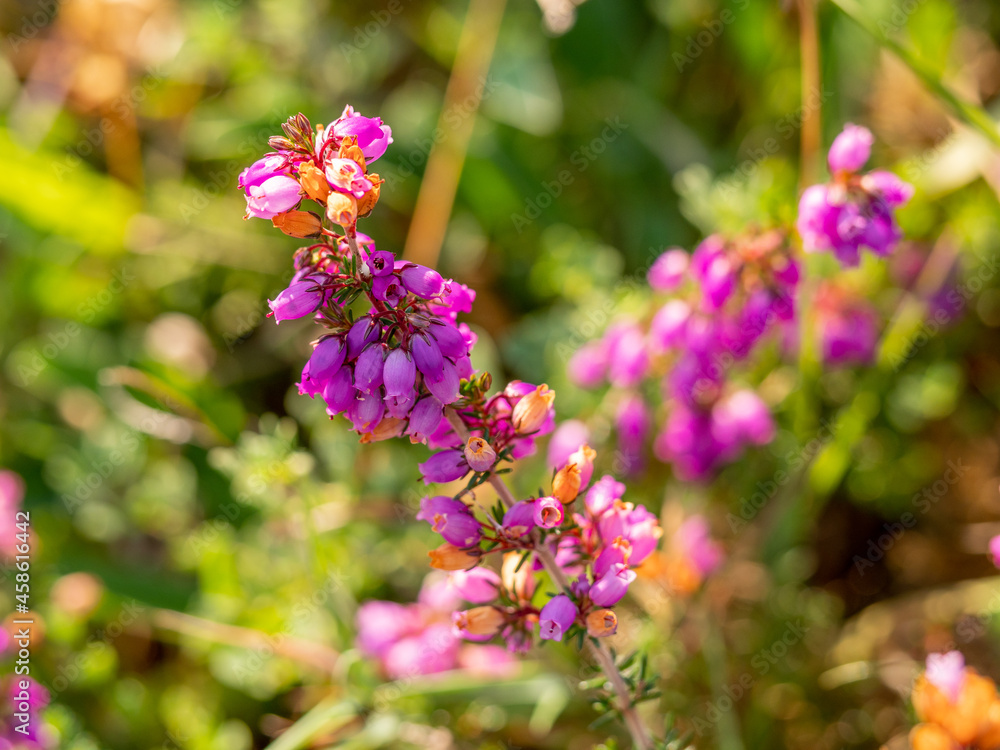 selective focus of wild bell heather flowers (Erica cinerea) with blurred background selective focus of wild bell heather flowers (Erica cinerea) with blurred background