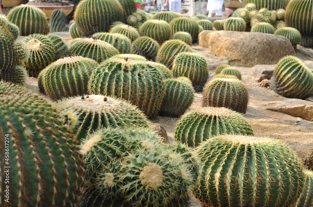 cactus in the garden cactus in the garden