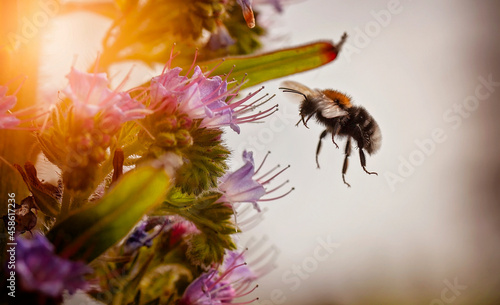 A fluffy bee feasting on nectar from an Echium pininana.Commonly known as the tree echium, pine echium, giant viper's-bugloss, or tower of jewels. photo