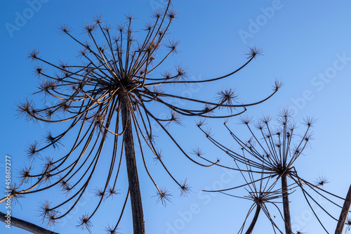 Dry stems of an umbrella plant against the blue sky. Sosnovsky's hogweed. photo