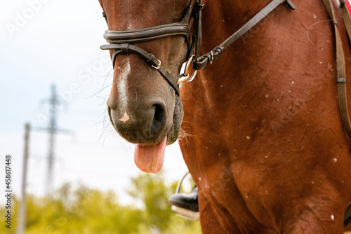 Horse in bridle shows tongue
