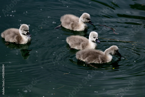 Schwanenkinder