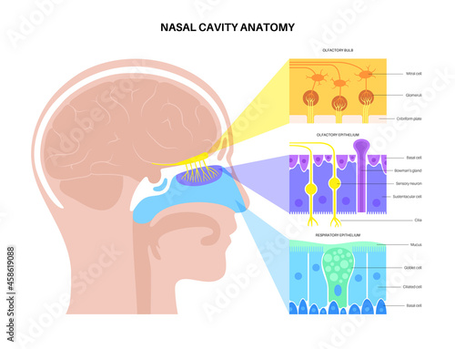 nasal cavity anatomy