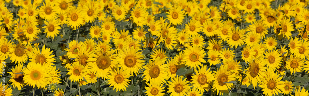 バナーサイズに切り抜いたヒマワリの花畑 バナーサイズに切り抜いたヒマワリの花畑