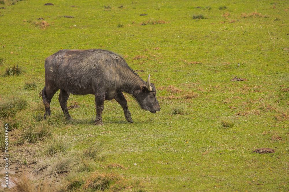 A herd of african buffalos eating grass patches on outdoor field in the nature A herd of african buffalos eating grass patches on outdoor field in the nature