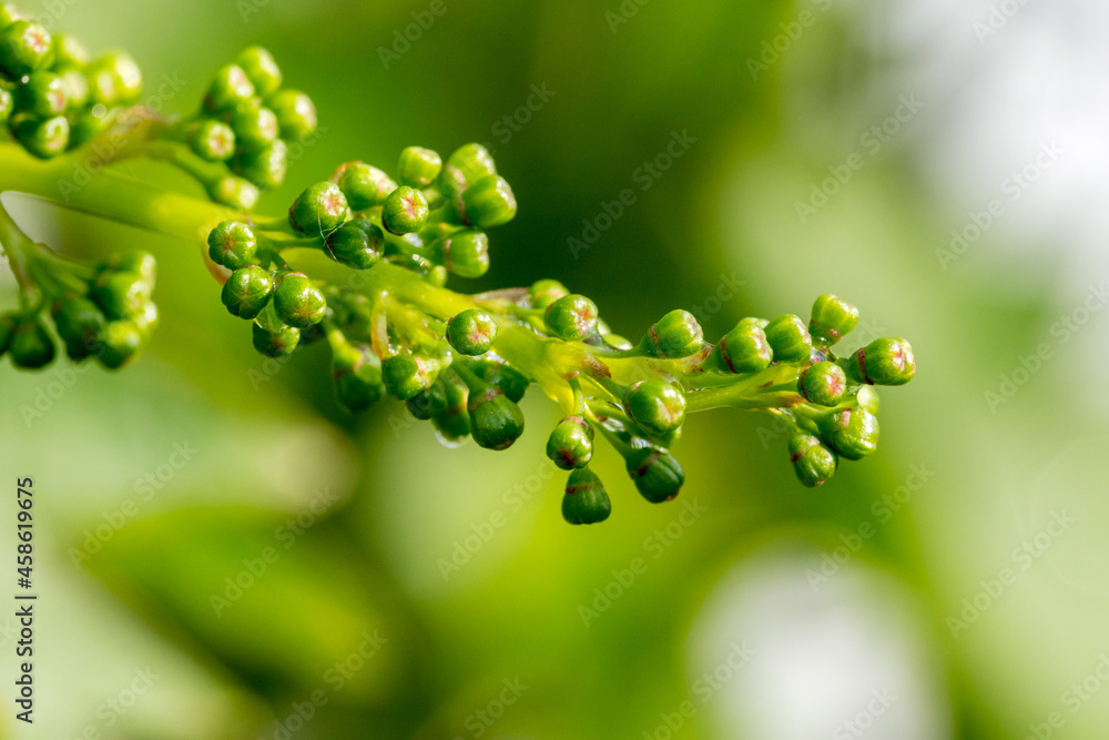 Close-up of green unripe small fruit grapes. Grape flower buds, baby grapes. Close-up of green unripe small fruit grapes. Grape flower buds, baby grapes.