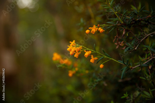 Golden barberry (Berberis stenophylla) in a English Garden in spring
