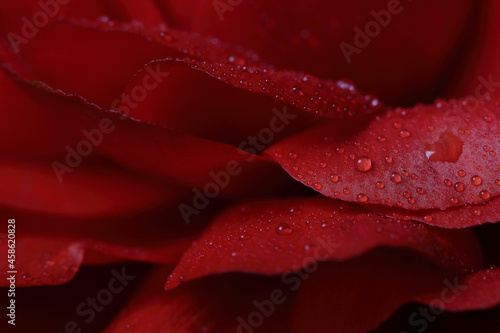 Dew on the petals of a red flower
