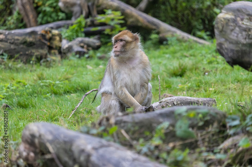 Beautiful barbary macaque monkey in a park