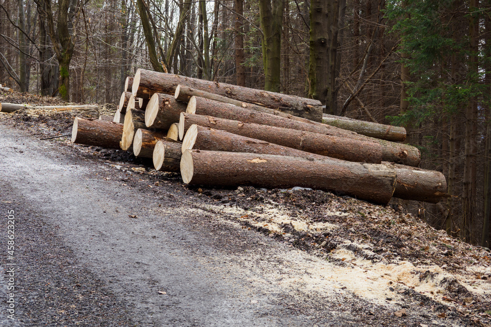 Stacked spruce trunks in the forest by the road. Stacked spruce trunks in the forest by the road.