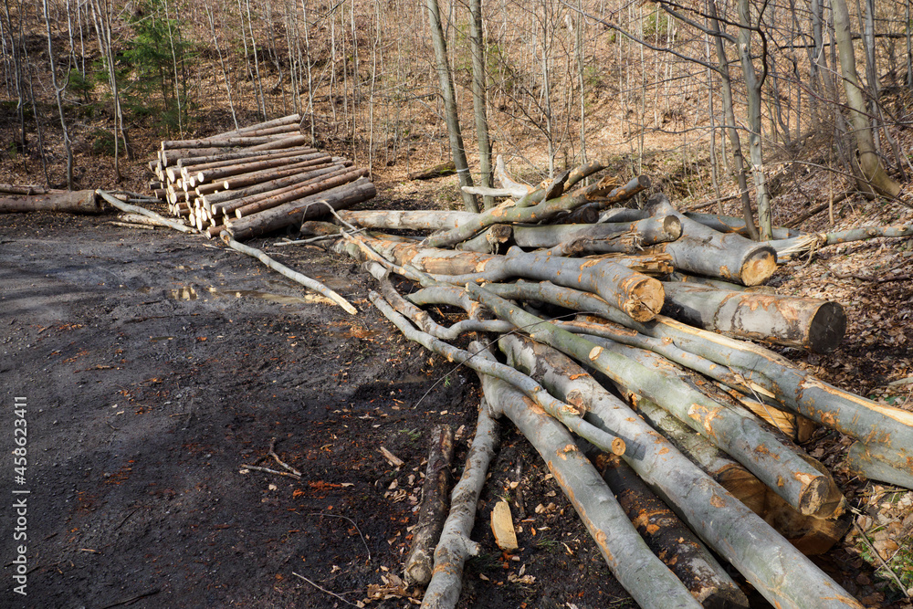 Fototapeta premium Stacked beech trunks in the forest by the road.