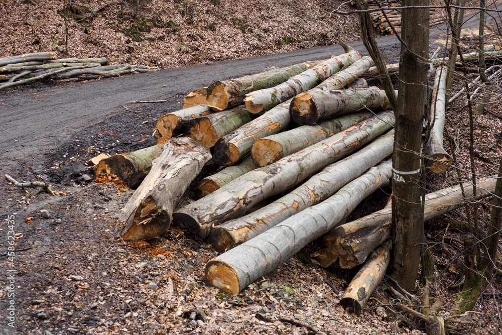 Stacked beech trunks in the forest by the road. Stacked beech trunks in the forest by the road.