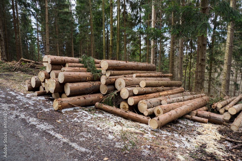 Stacked spruce trunks in the forest by the road. Stacked spruce trunks in the forest by the road.