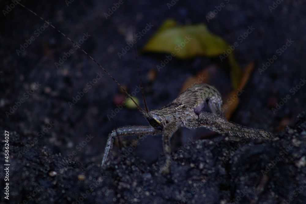 Wild insect Wild insect