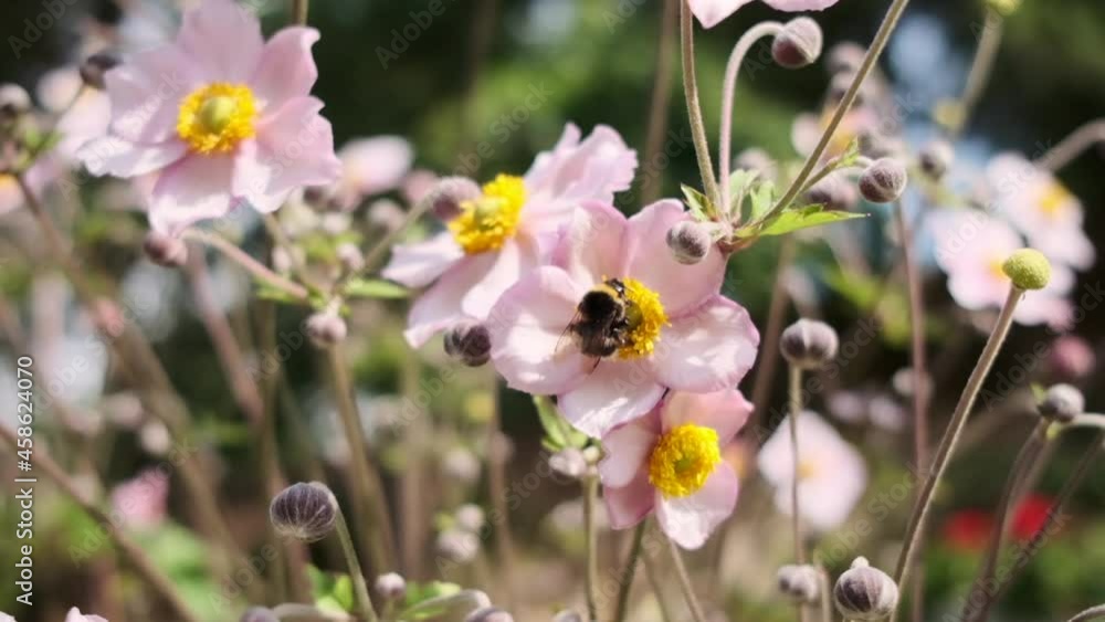 Close up of honeybee collecting nectar on pink flower with yellow pollen Close up of honeybee collecting nectar on pink flower with yellow pollen