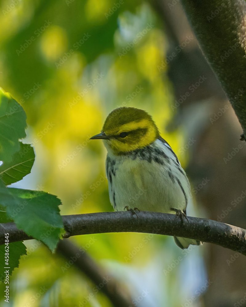 Fototapeta premium Green Warbler sits on branch
