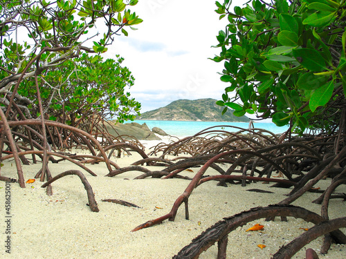 Mangroves on beach in Torres Strait, Australia.