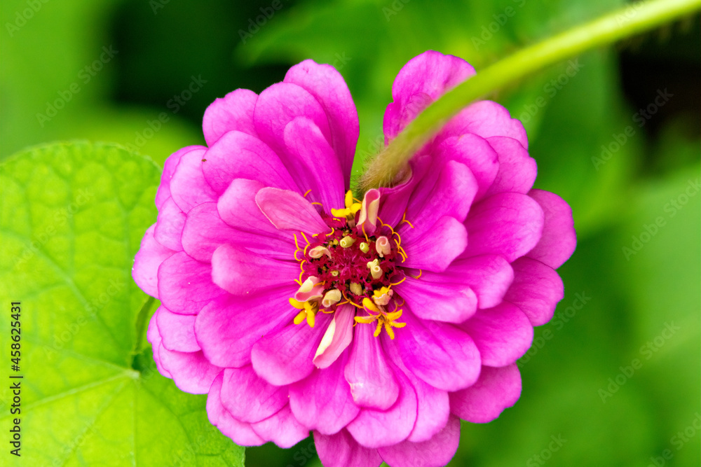 Fototapeta premium Pink Flower on Stem