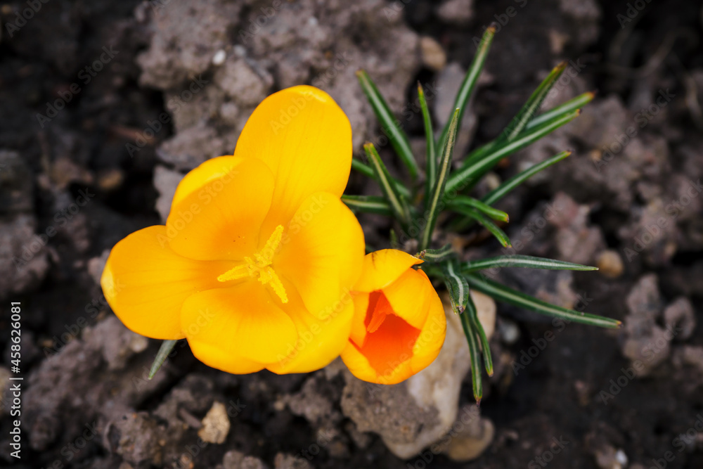 Crocus vernus - orange crocus flowers in spring. Crocus vernus - orange crocus flowers in spring.