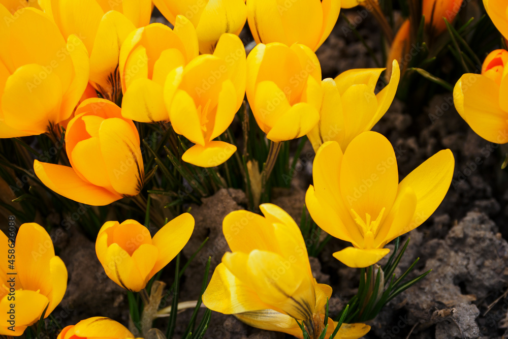 Obraz premium Crocus vernus - orange crocus flowers in spring.