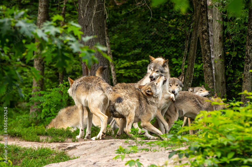 Pack of grey wolves fighting and establishing social order. Pack of grey wolves fighting and establishing social order.