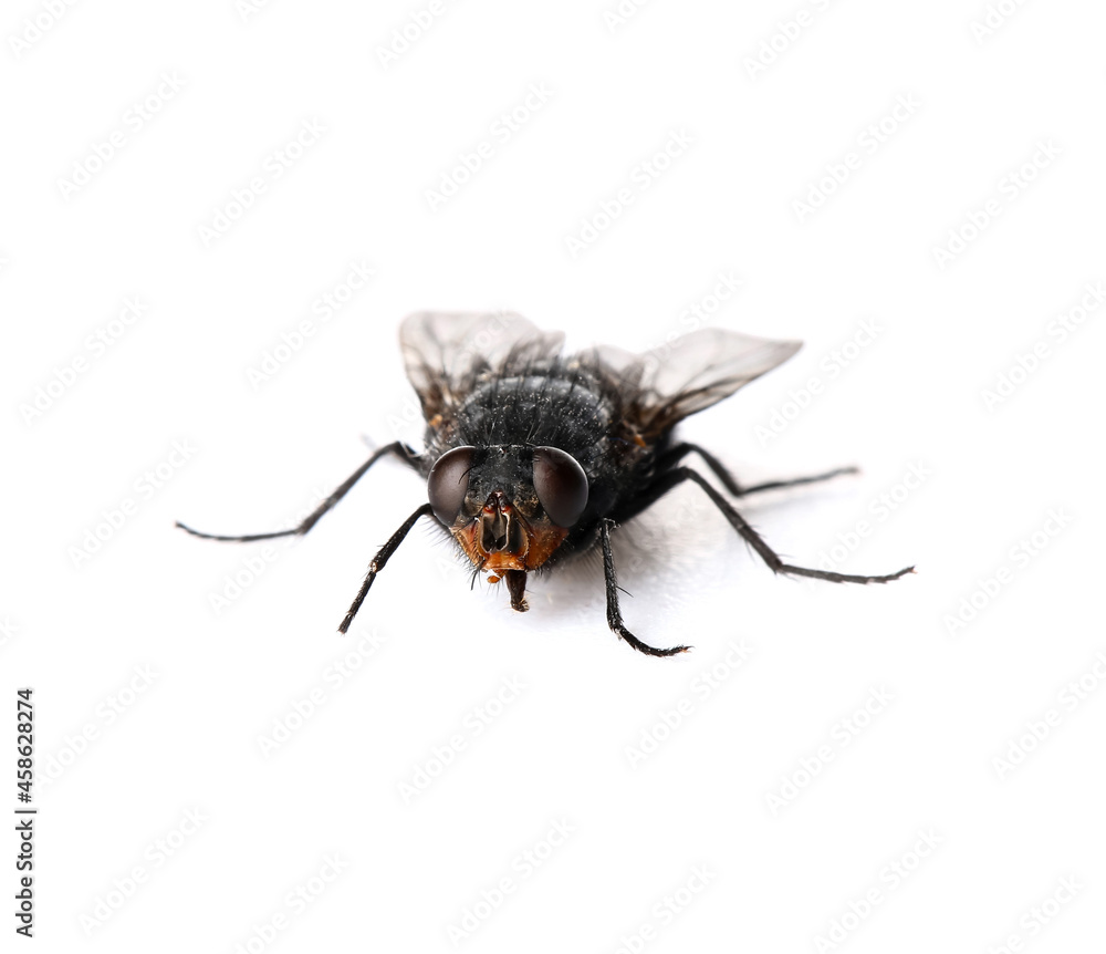 Fly isolated on white background Fly isolated on white background