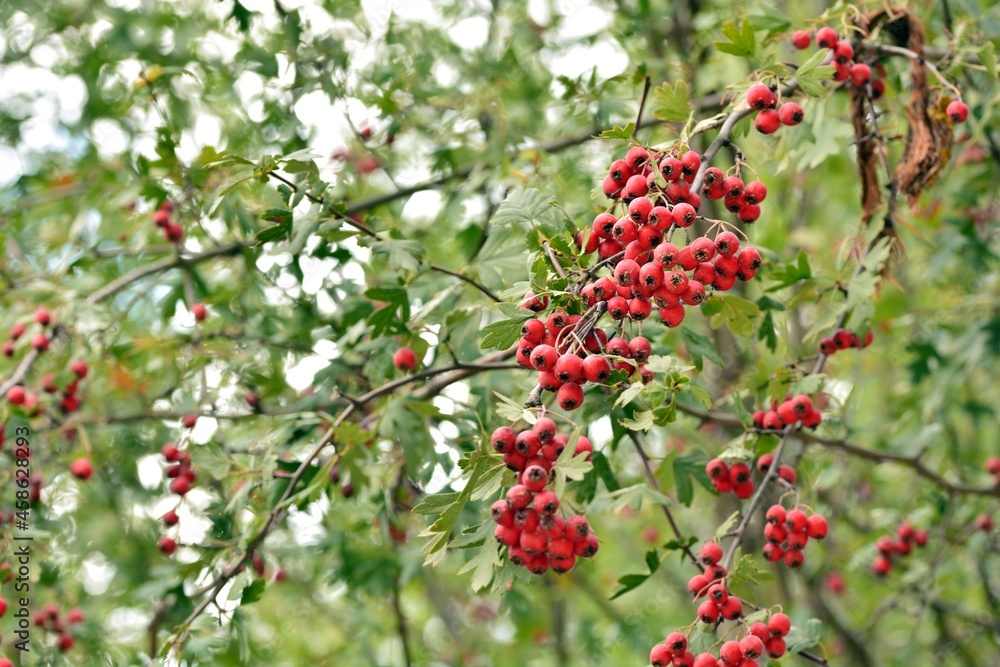 Obraz premium Frutos rojos del majuelo, Crataegus monogyna, madurando en sus ramas